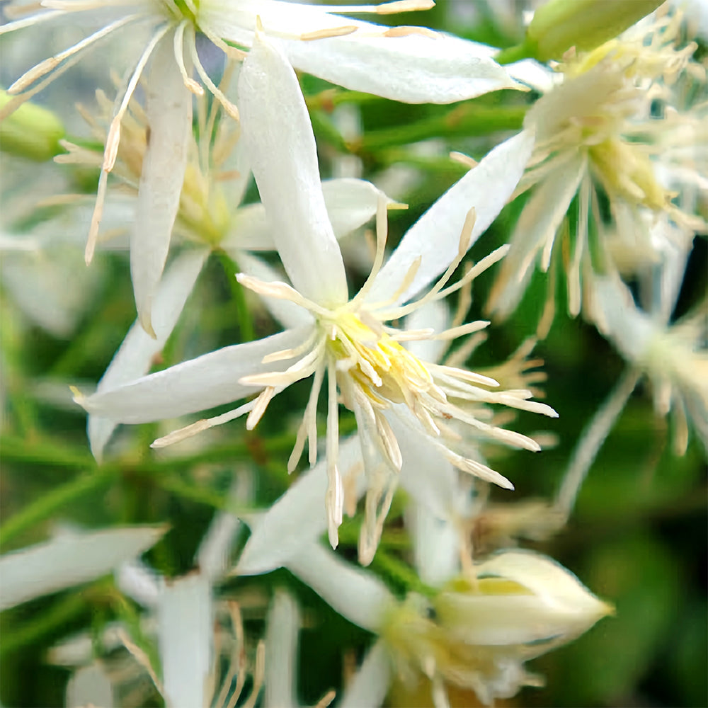 Clematis Chinensis Seeds, Pack of 50