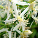 Clematis Chinensis Seeds, Pack of 50