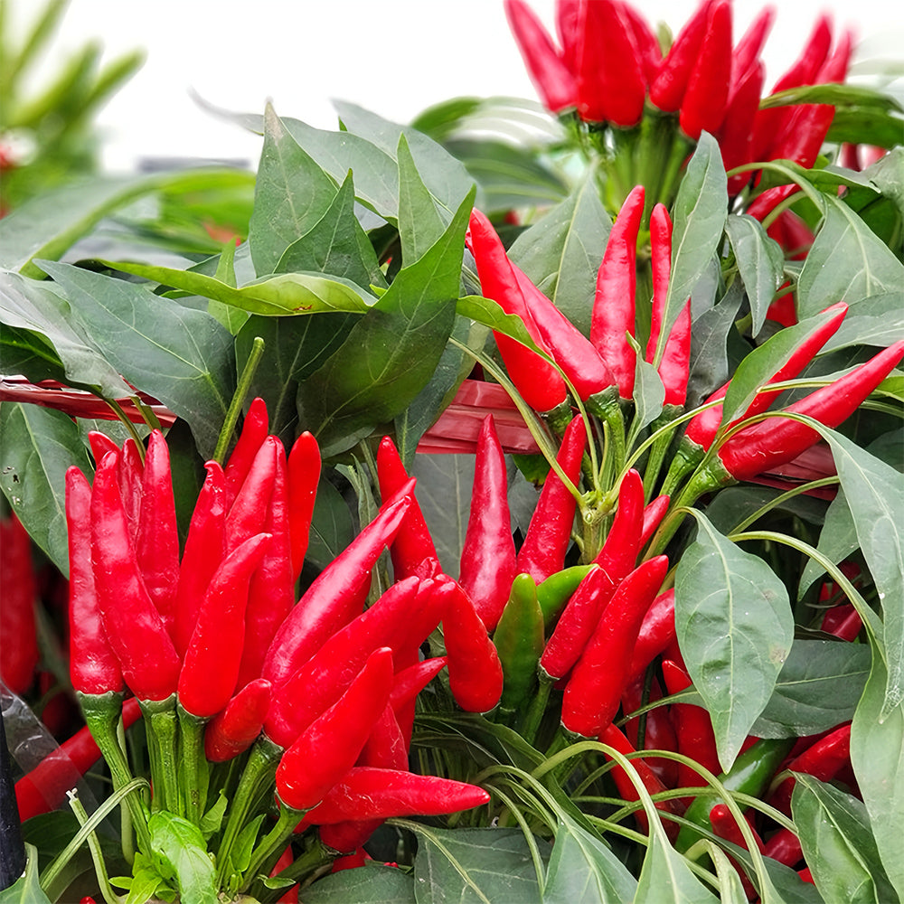 Jinke Lifeng® Red Cluster Pepper Seeds