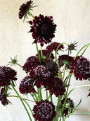 Scabiosa Atropurpurea, Black