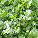 Jingyan Organic Coriander