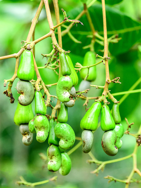Cashew Tree Seeds, Pack of 5