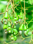 Cashew Tree Seeds, Pack of 5