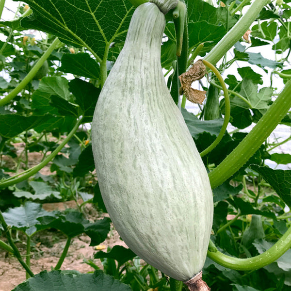 Noble Pumpkin Hybrid Seeds