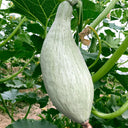 Noble Pumpkin Hybrid Seeds