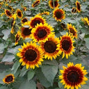 Bi-Colour Sunflower Seeds (90cm)