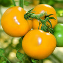 'Imperial Concubine' Yellow Tomato