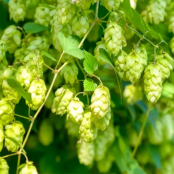 Hop Seeds, Pack of 10