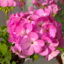 Geranium Seeds - Landscaper Pink F1