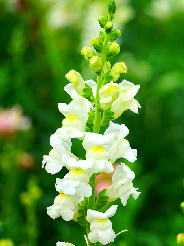 Tall Snapdragon, White