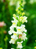 Tall Snapdragon, White