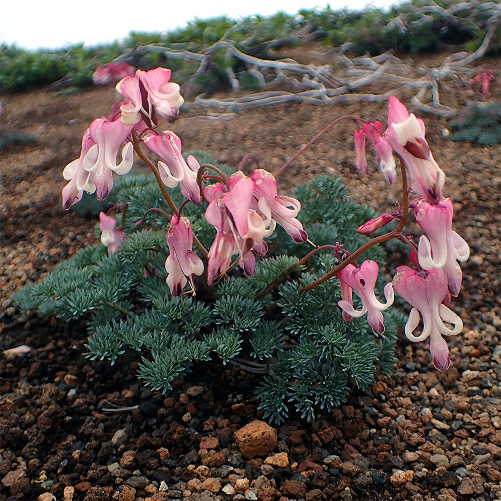 Dicentra peregrina Seeds - Lovely Pink Heart-shaped Blooms