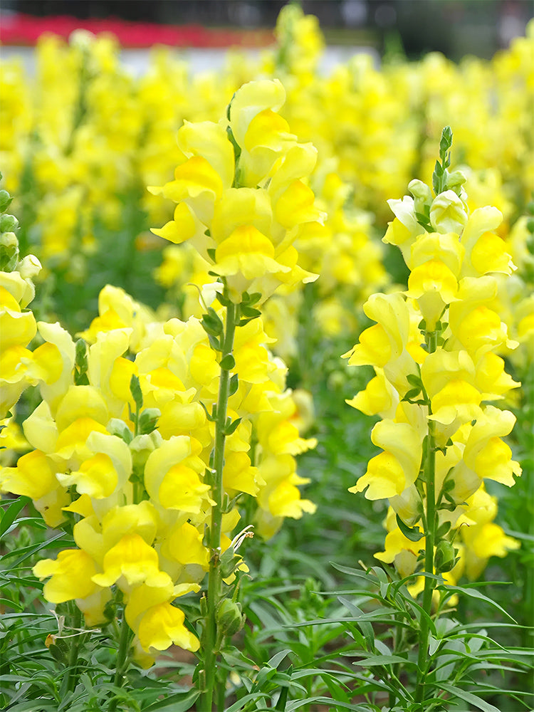 Tall Snapdragon, Yellow