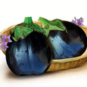 'Black Beauty' Eggplant Seeds