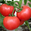 'Vintage Elegance' Red-Pink Tomato Seeds