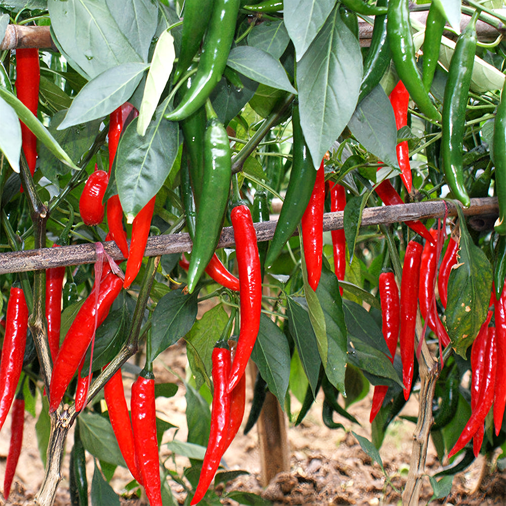 Red Hot Chili Pepper Seeds