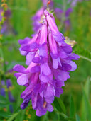 Hairy Vetch, Purple