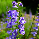 Barbed Skullcap Seeds