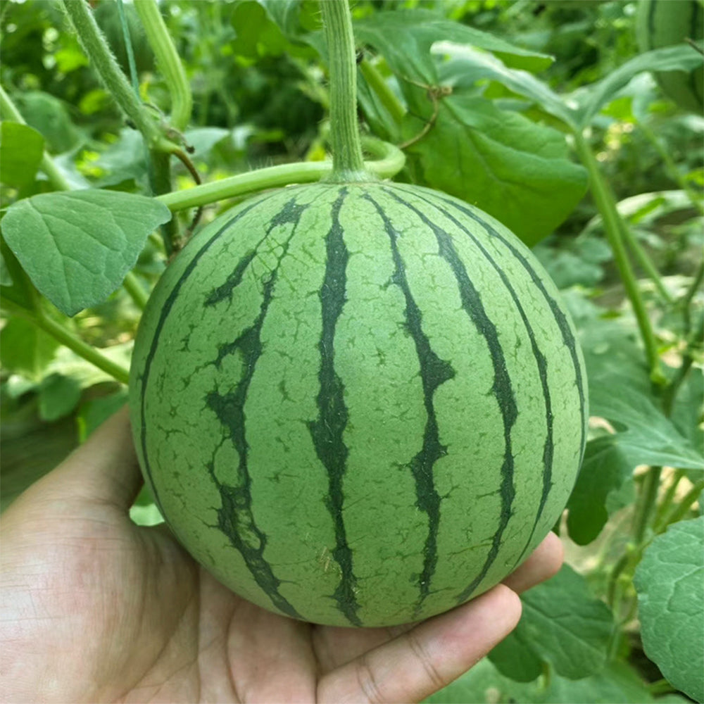 'Apis Forea' Series Bonsai Watermelon Seeds