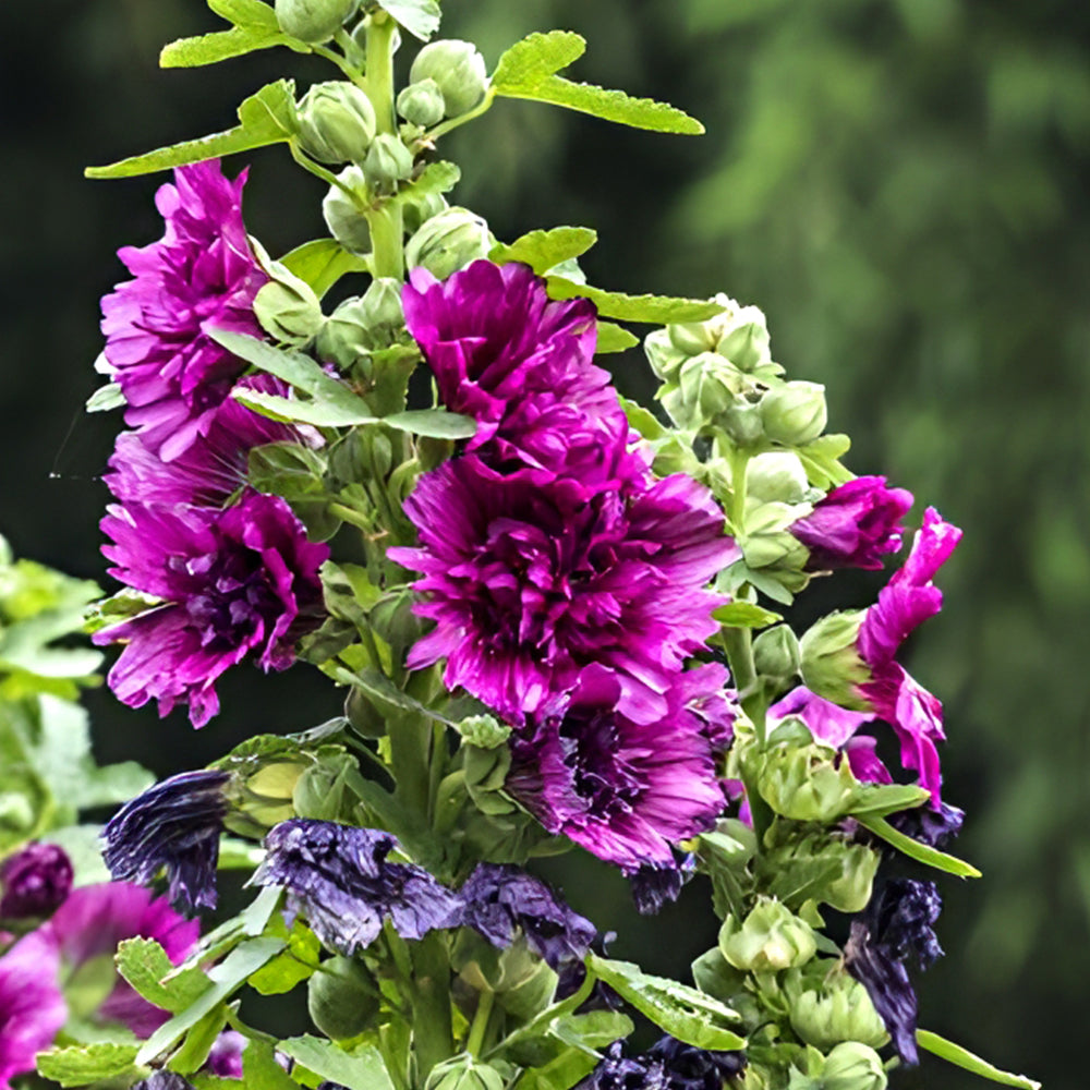 Alcea 'Queeny Purple'