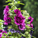 Alcea 'Queeny Purple'