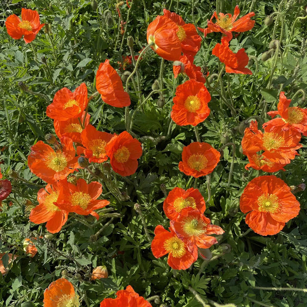 Iceland Poppy, 1g