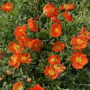 Iceland Poppy, 1g
