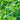 Jiemei Tendril-Free Pea Shoot Seeds, 100g