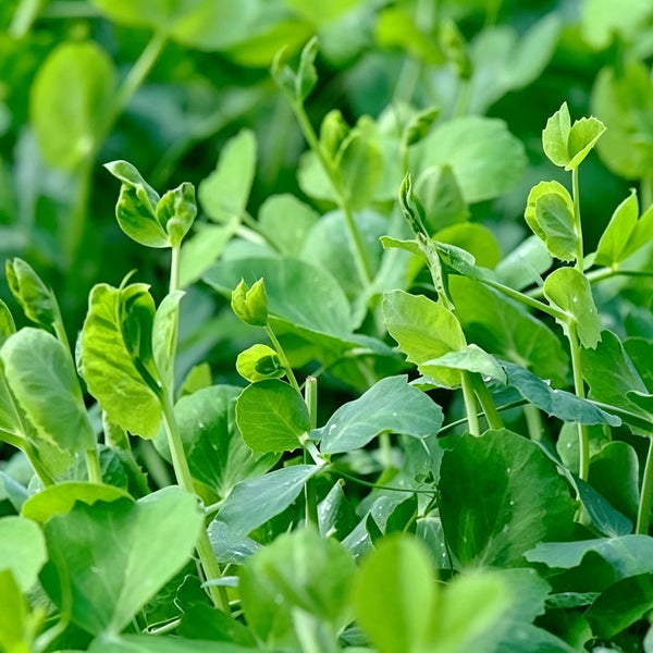 Jiemei Tendril-Free Pea Shoot Seeds, 100g