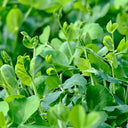 Jiemei Tendril-Free Pea Shoot Seeds, 100g