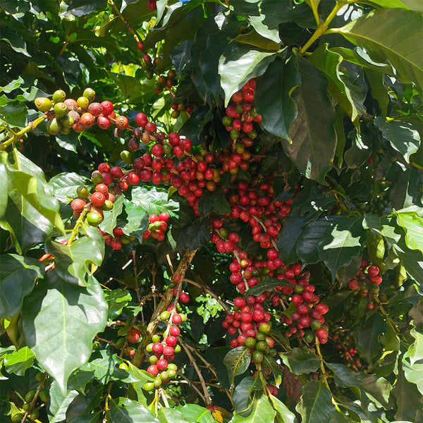 Yunnan Pu'er Catimor Parchment Coffee, 50 Seeds