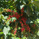 Yunnan Pu'er Catimor Parchment Coffee, 50 Seeds