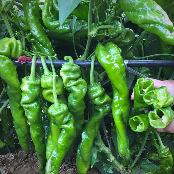 Qinglong Spiral Pepper Seeds, 100g