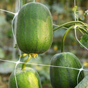 Taiwan Apple Luffa Seeds, 10g
