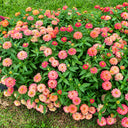 W1336 Double Zahara Salmon Zinnia, 5 Seeds