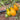 Yellow Pear Tomato Seeds, 100 Seeds