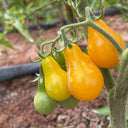 Yellow Pear Tomato Seeds, 100 Seeds