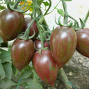 Royal Violet Cherry Tomato Seeds, 20 Seeds