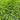 Chinese Zoysia Grass Coated Seeds, 50g
