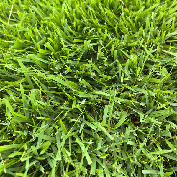 Chinese Zoysia Grass Coated Seeds, 50g