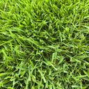 Chinese Zoysia Grass Coated Seeds, 50g
