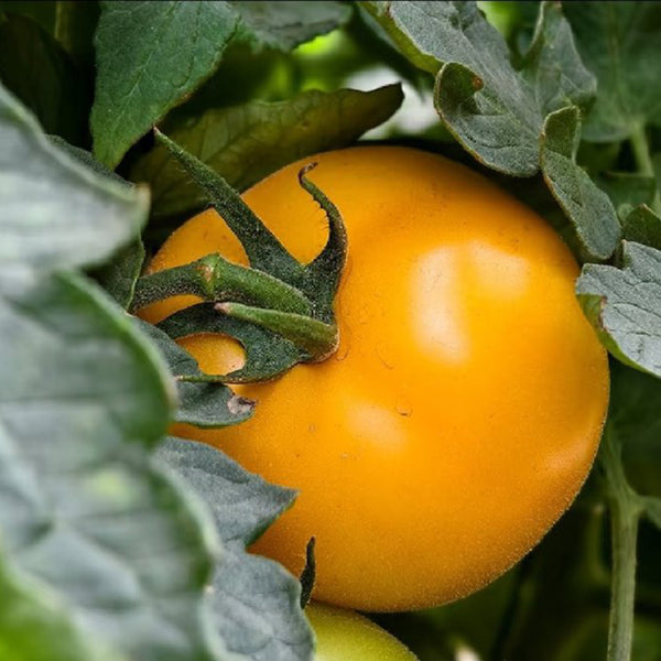 'Golden Apple' Big Yellow Tomato Seeds, 20 Seeds