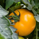 'Golden Apple' Big Yellow Tomato Seeds, 20 Seeds