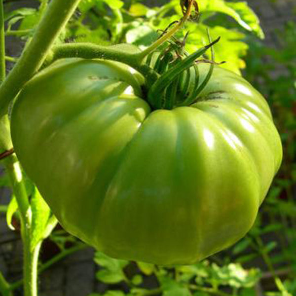 Green Steak Tomato, 100 Seeds