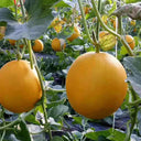 Jinxiangyu Muskmelon Seeds, 50 Seeds