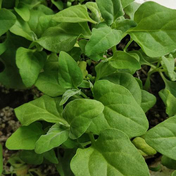 New Zealand Spinach Seeds, 20g