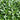 Heart-nourishing Vegetable, 500 Seeds