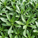 Heart-nourishing Vegetable, 500 Seeds