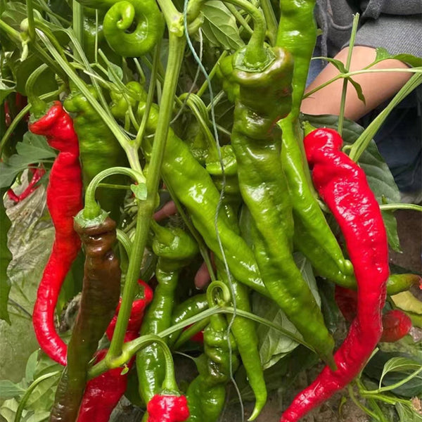 'Meinaxiang' Spiral Pepper, 30 Seeds