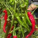 'Meinaxiang' Spiral Pepper, 30 Seeds